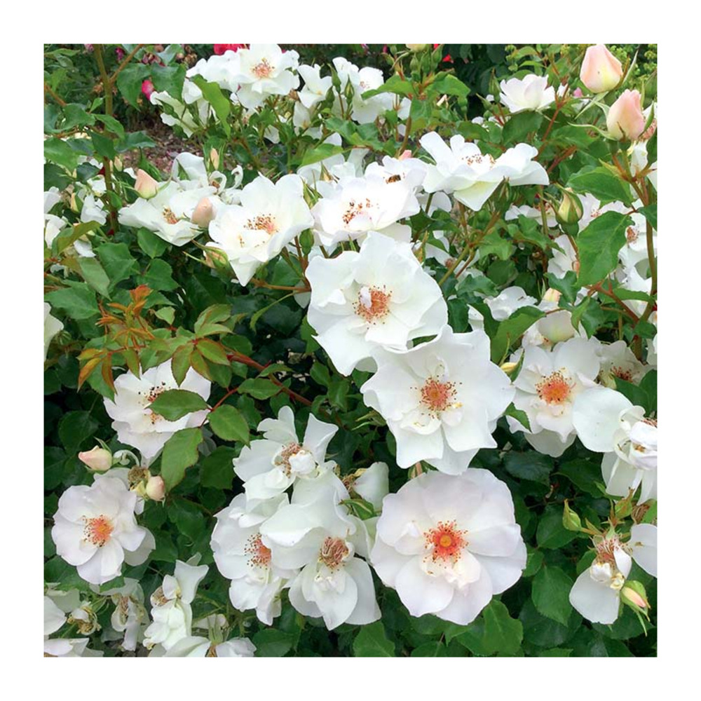 Rosier yevre le chatel® evebovillah racines nues