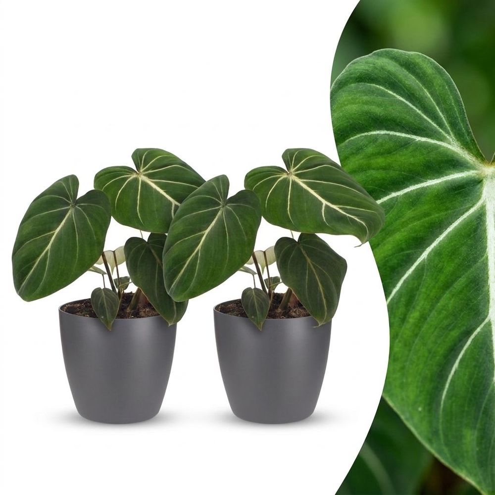 Philodendron gloriosum - pot de 12cm - plantes d'intérieur