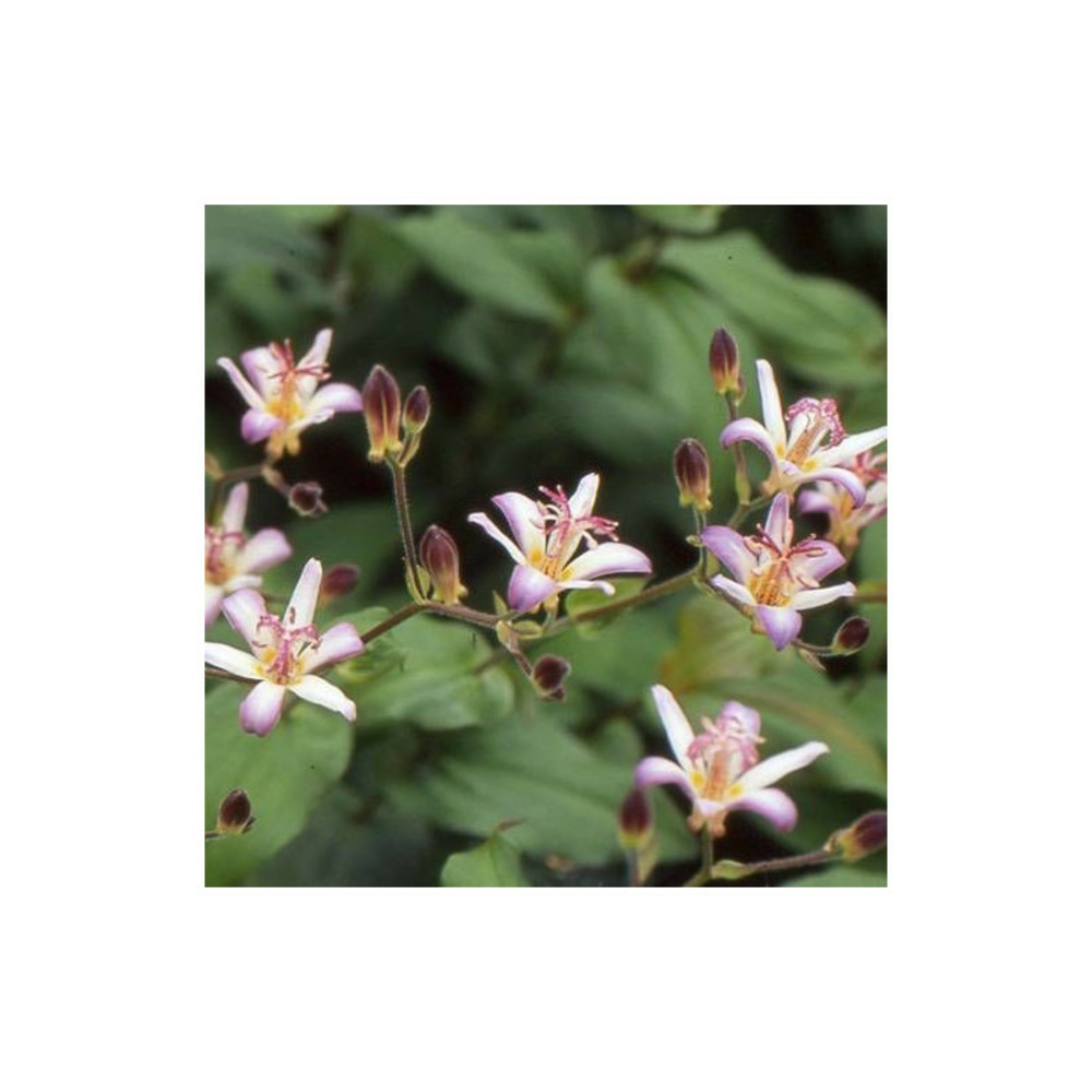 Lis orchidée tojen/[-]lot de 3 godets