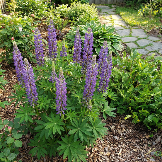 Lot de 3 - lupinus gallery blue - lupin - h. 10-20 cm - p. Ø 9 cm