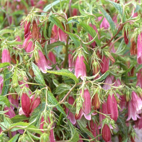 Campanule de corée elisabeth, campanule takesimana lot de 5 godets