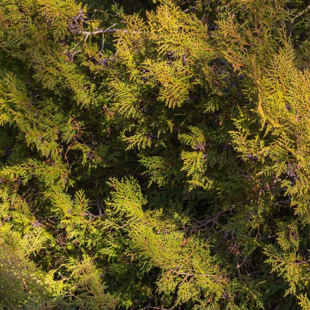 Thuya occidental rheingold - thuja occidentalis rheingold 25/35cm