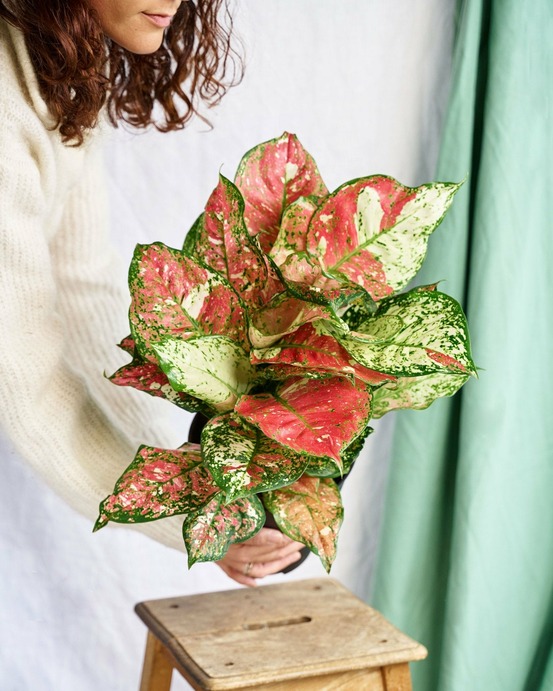 Aglaonema red joy 40cm - plante d'intérieur