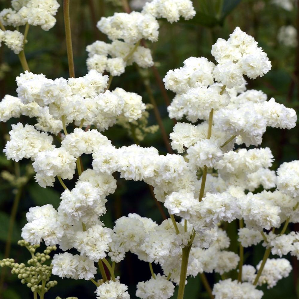 Filipendula vulgaris 'plena' godet de 8/9 cm