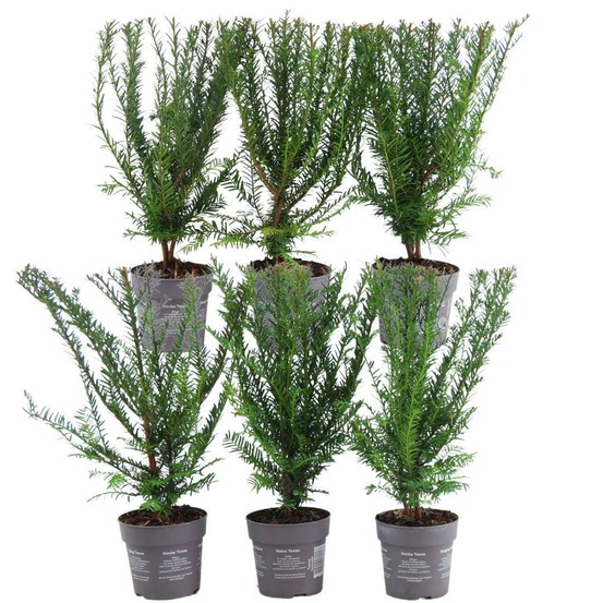 Taxus baccata - lot de 6