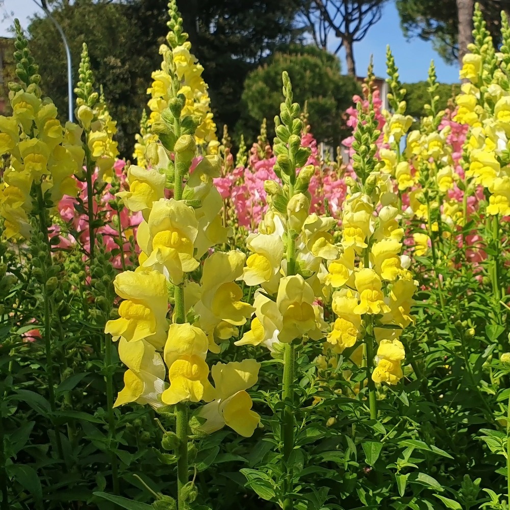 Muflier jaune - le pot / ø 10,5cm
