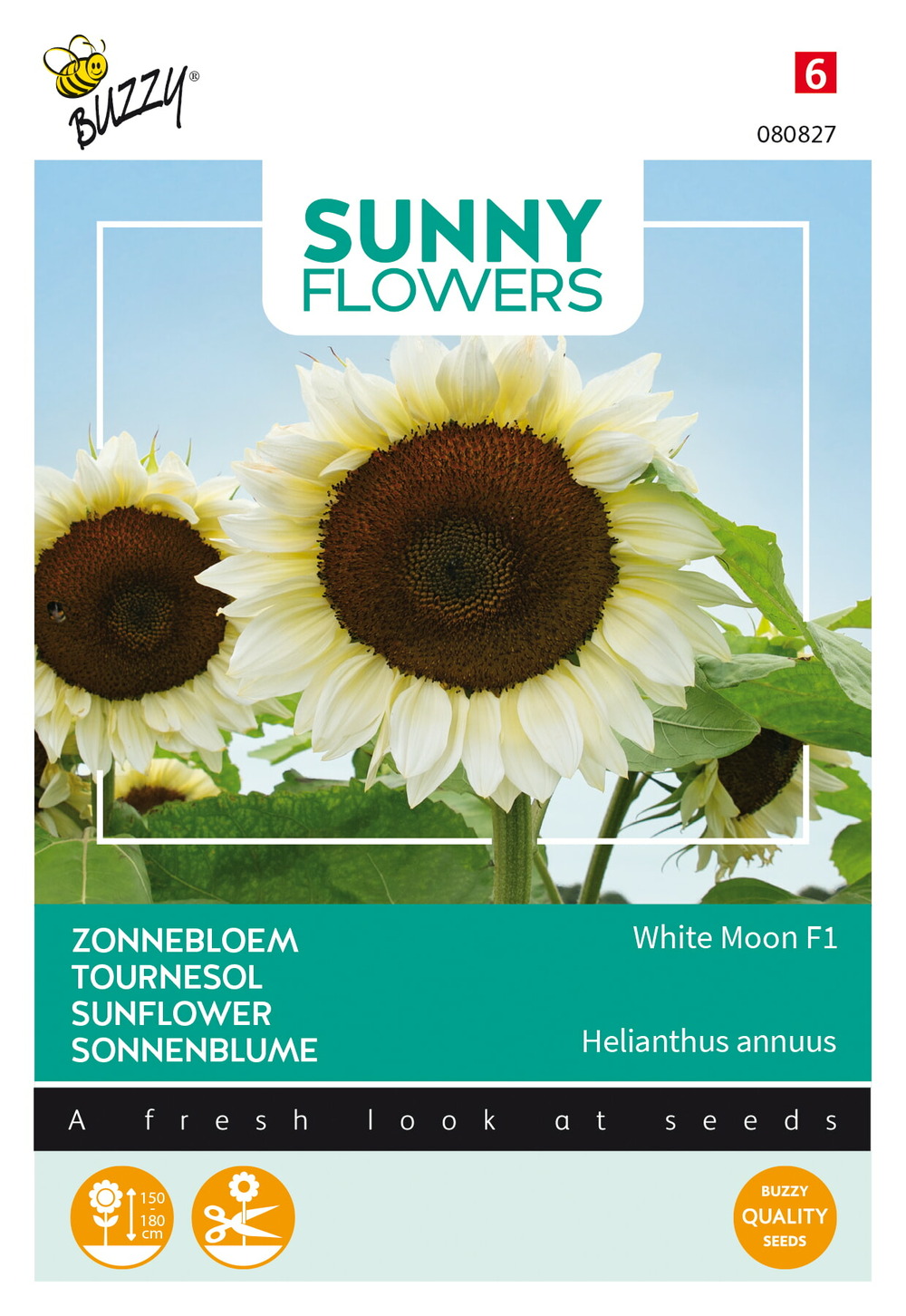 Buzzy sunny flowers, tournesol white moon f1 - ca. 6 graines (livraison gratuite)