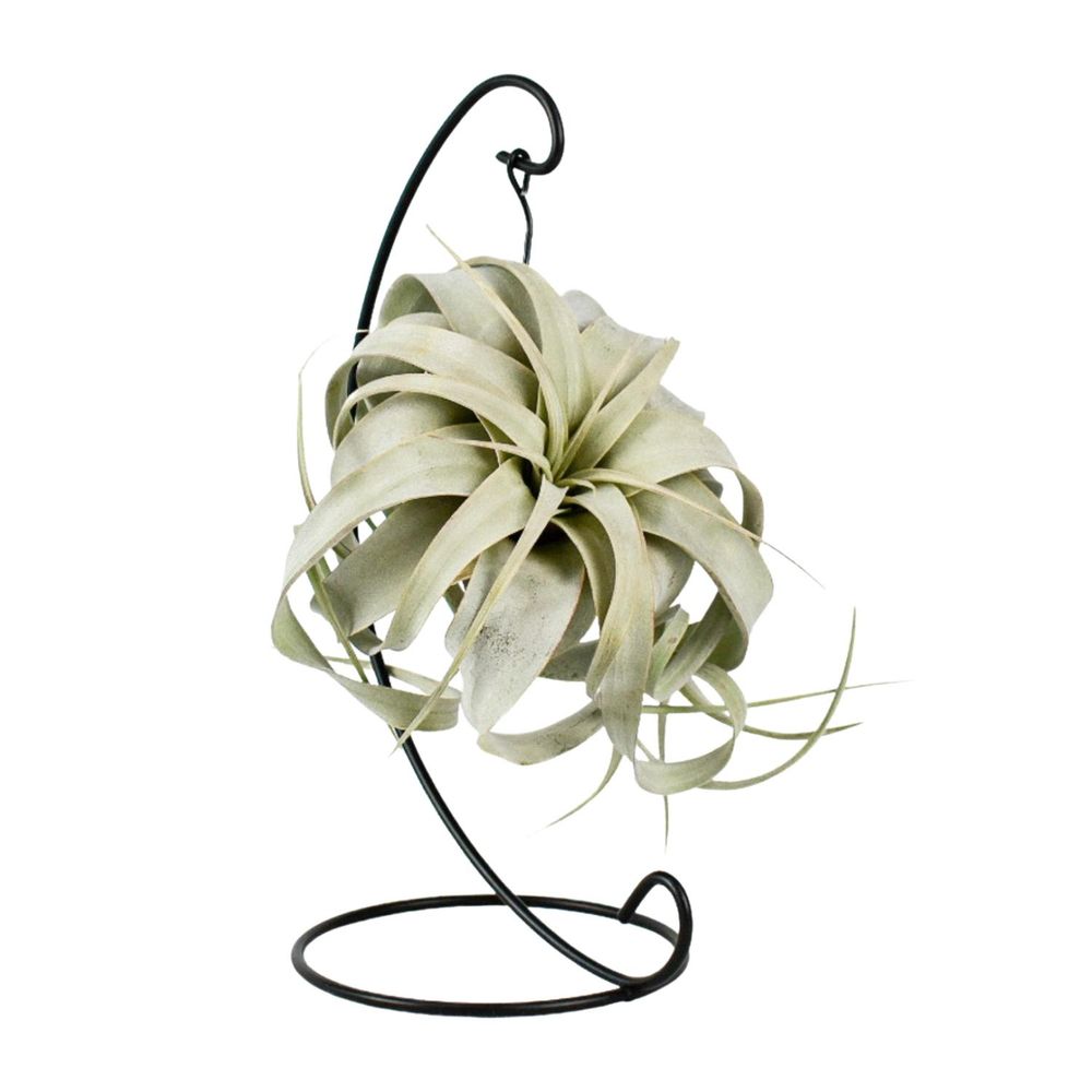 Tillandsia king xero - ø12cm - ↕23cm - plantes d'intérieur