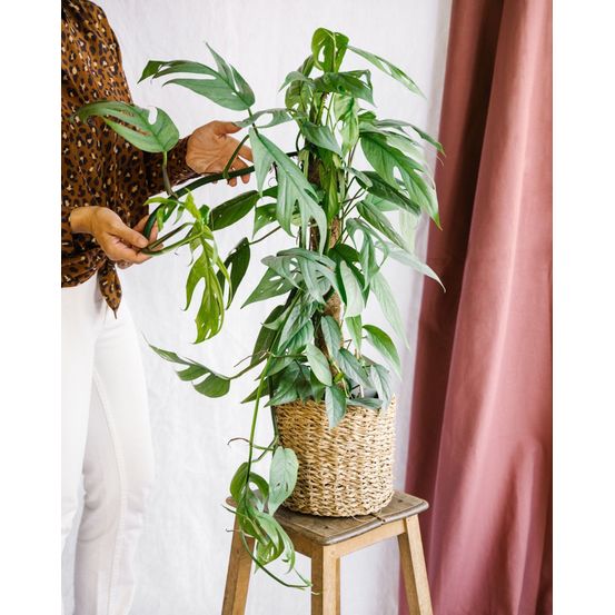 Epipremnum cebu blue 60cm - plante d'intérieur