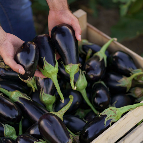 Plant aubergine baluroi f1 maraîcher pot