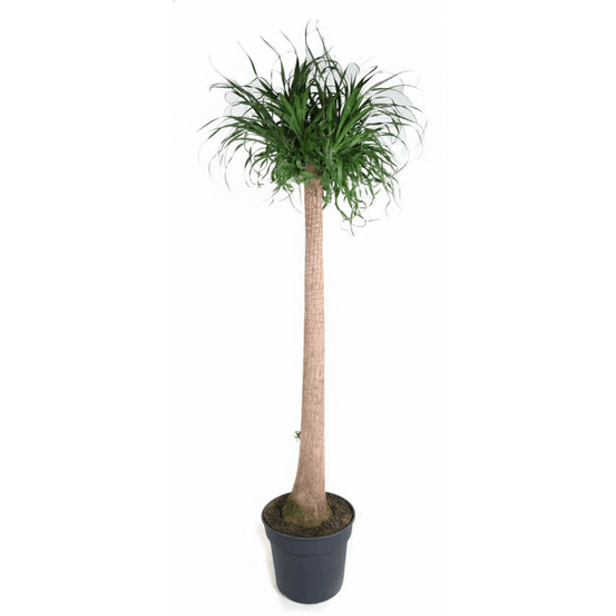 Beaucarnea xxl - h180-210 cm - ø34 cm