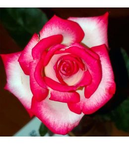Rosier 'pascal sevran'