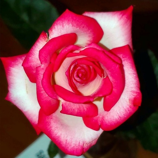 Rosier 'pascal sevran'