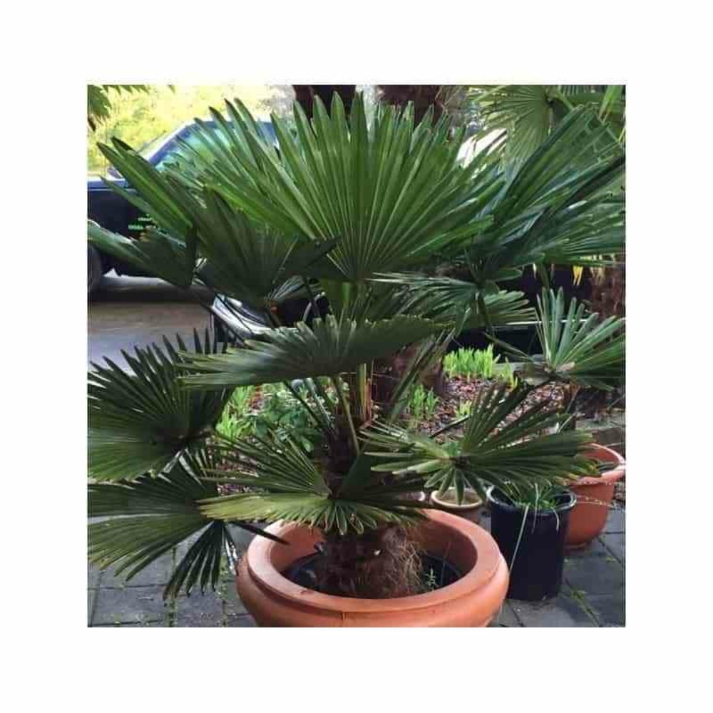 Kit 3 trachycarpus wagnerianus pour création de bosquet