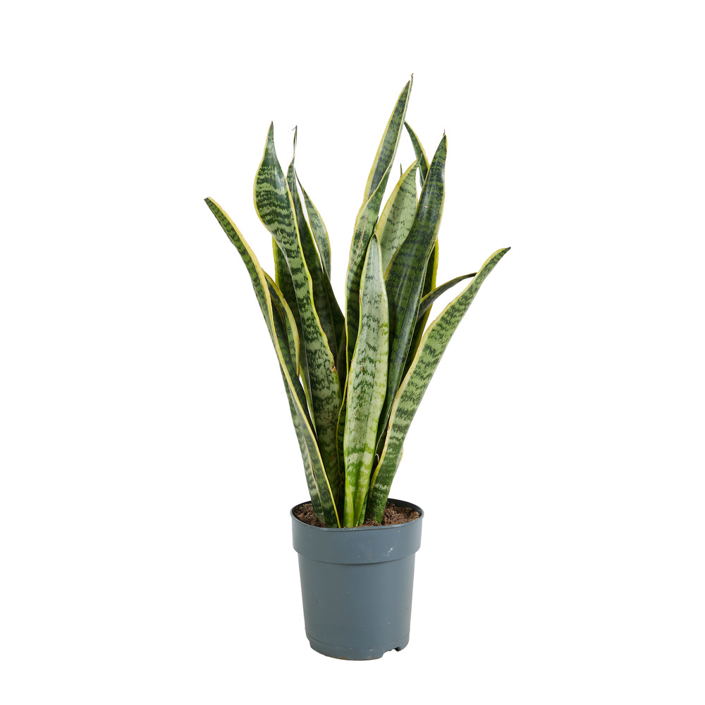 Sansevieria laurentii - langue de belle-mère - plantes d’intérieur - 30-40 cm de haut - pot 12 cm