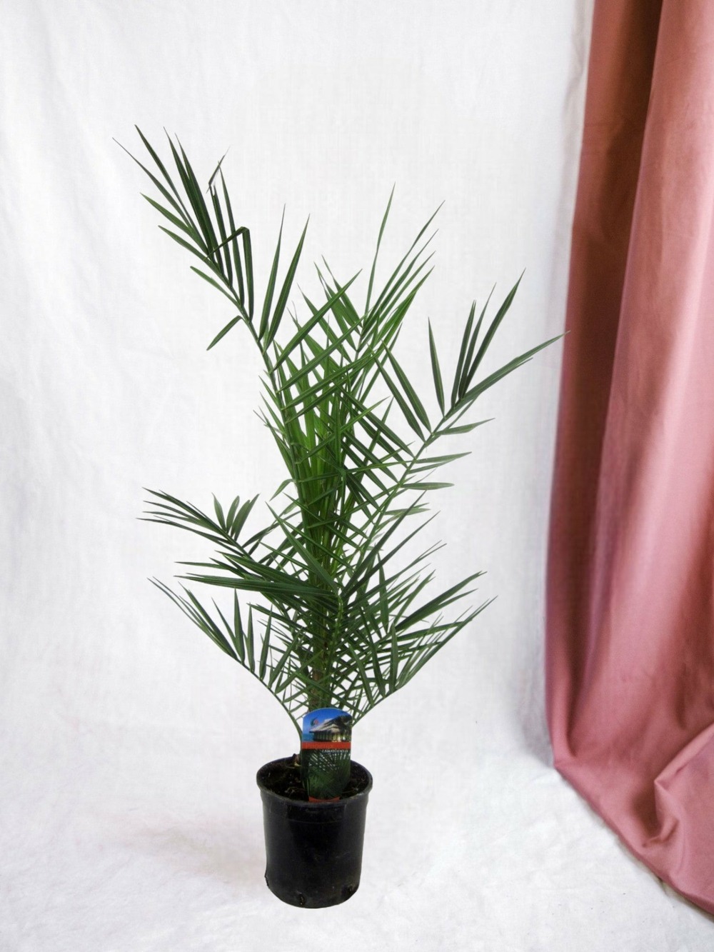 Phoenix canariensis - 90 cm - ø15cm 90cm - plante d'intérieur