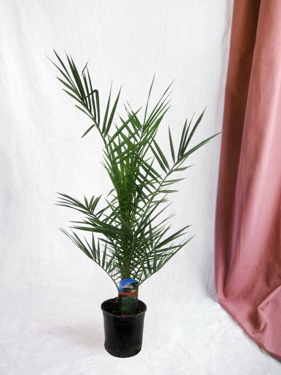 Phoenix canariensis - 90 cm - ø15cm 90cm - plante d'intérieur