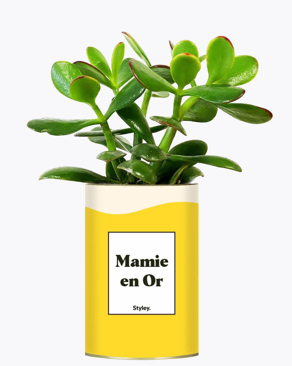 Plante facile à entretenir - mamie en or - cactus