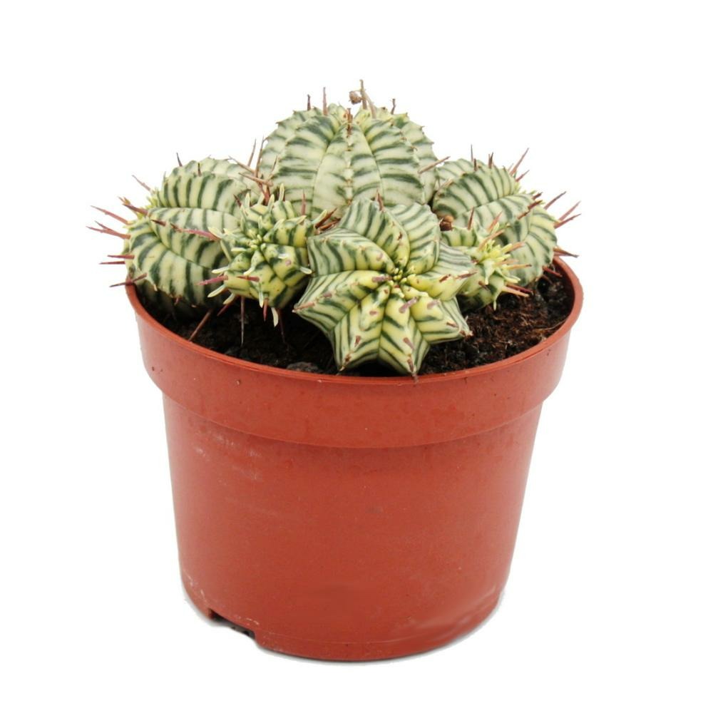 Euphorbia meloformis variegata - euphorbe panachée - pot de 10,5 cm - succulente fantaisie