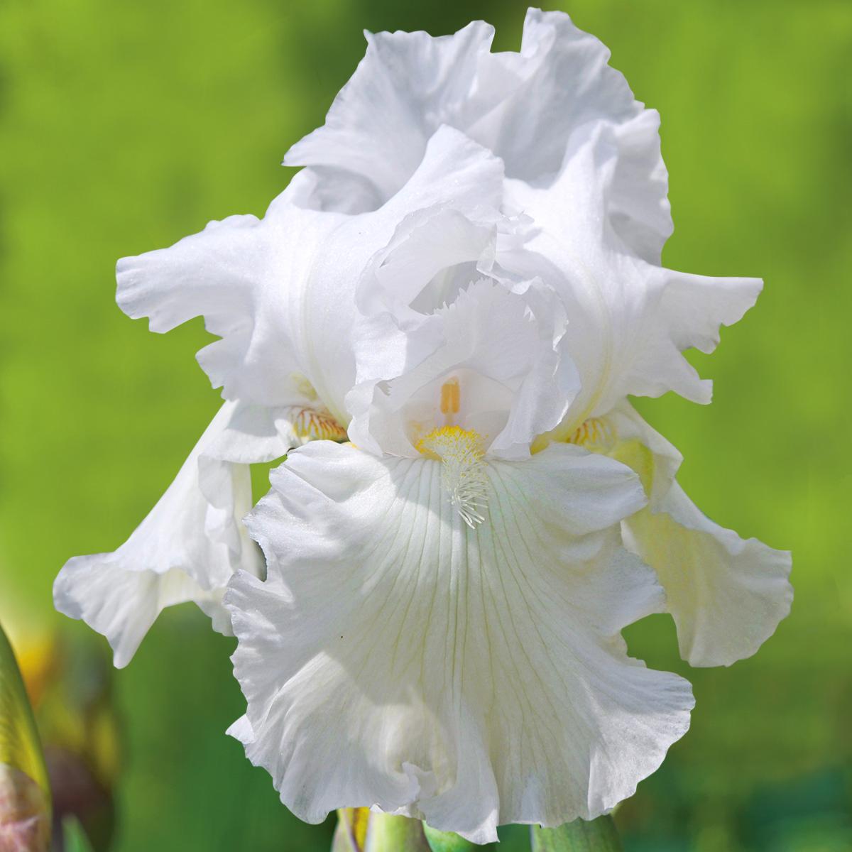 Iris des jardins wedding bouquet - le godet