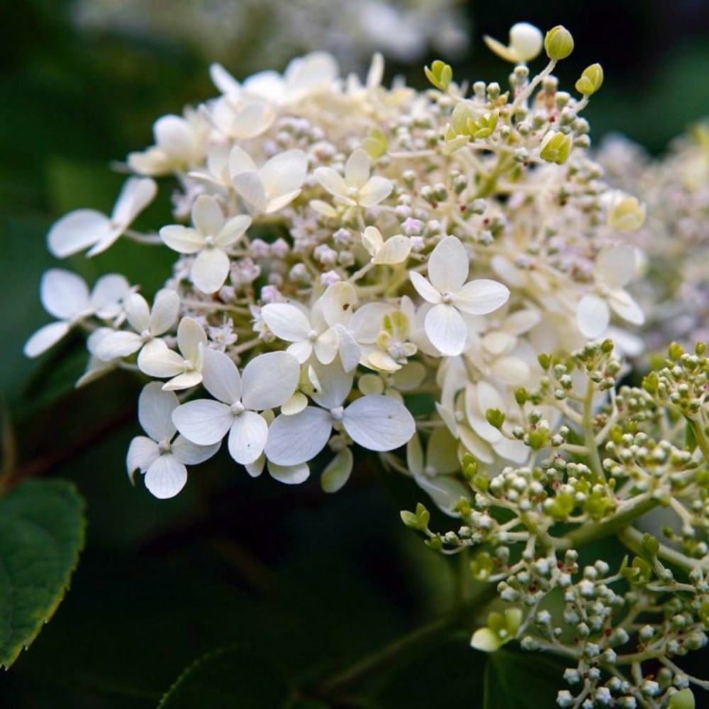 Hortensia grimpant 'petiolaris' (hydrangea)