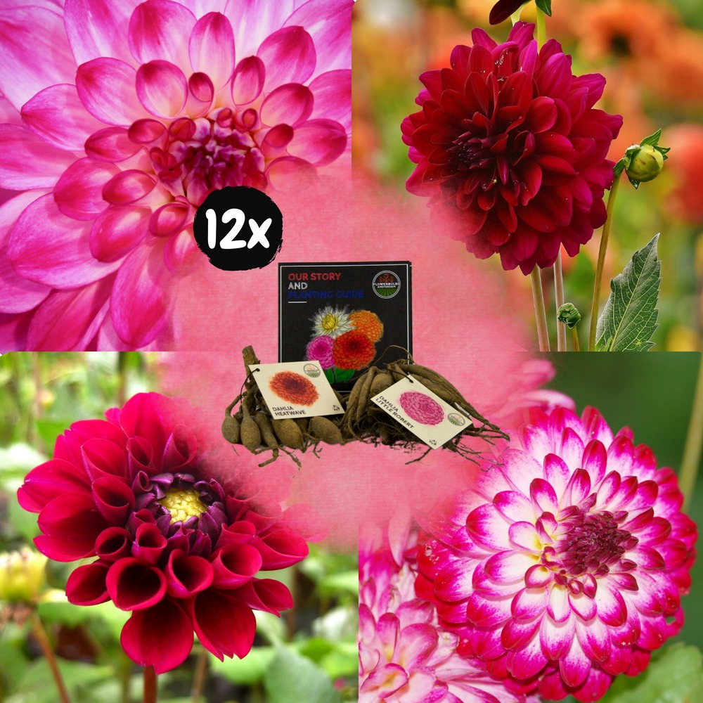 Dahlia - coffret mix 24 bulbes dahlia hapiness, little robert & heatwave