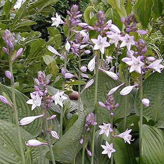 6 x hosta fortunei 'hyacinthina' - hosta fortunei 'hyacinthina' - godet 9cm x 9cm