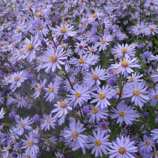 Aster à feuilles en coeur 'blue heaven' godet de 8/9 cm