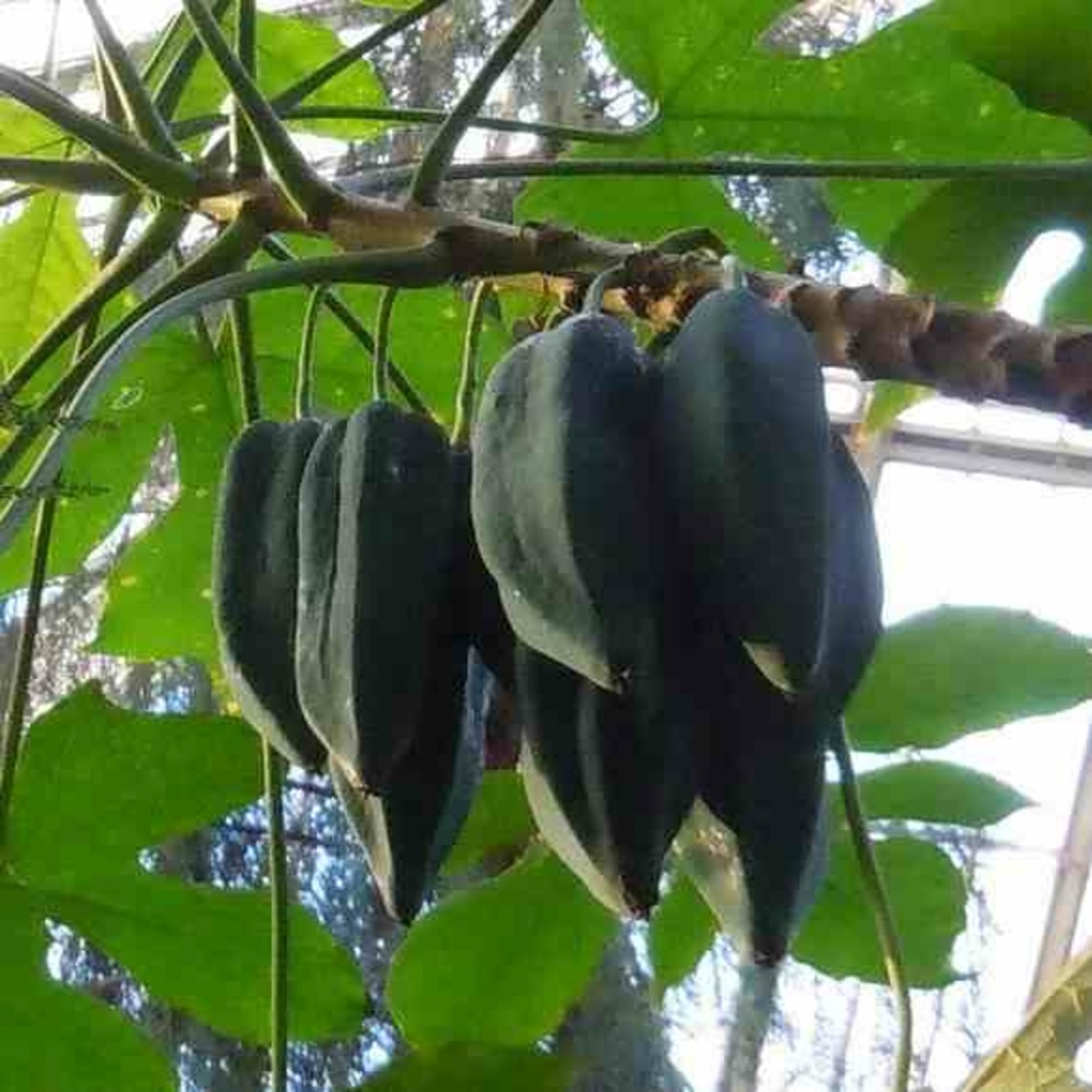 Carica pentagona (syn. Carica × heilbornii var. Pentagona) : babaco pot de 50 litres ? 180/200 cm