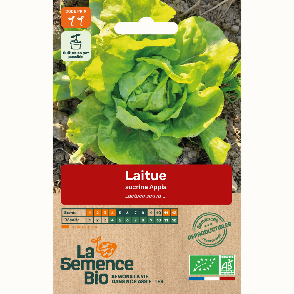 Laitue sucrine appia - graines bio