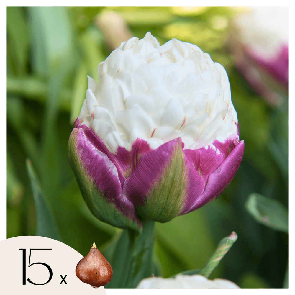 Tulipe - set de 15 - tulipa 'ice cream' - bulbes à fleurs - violet