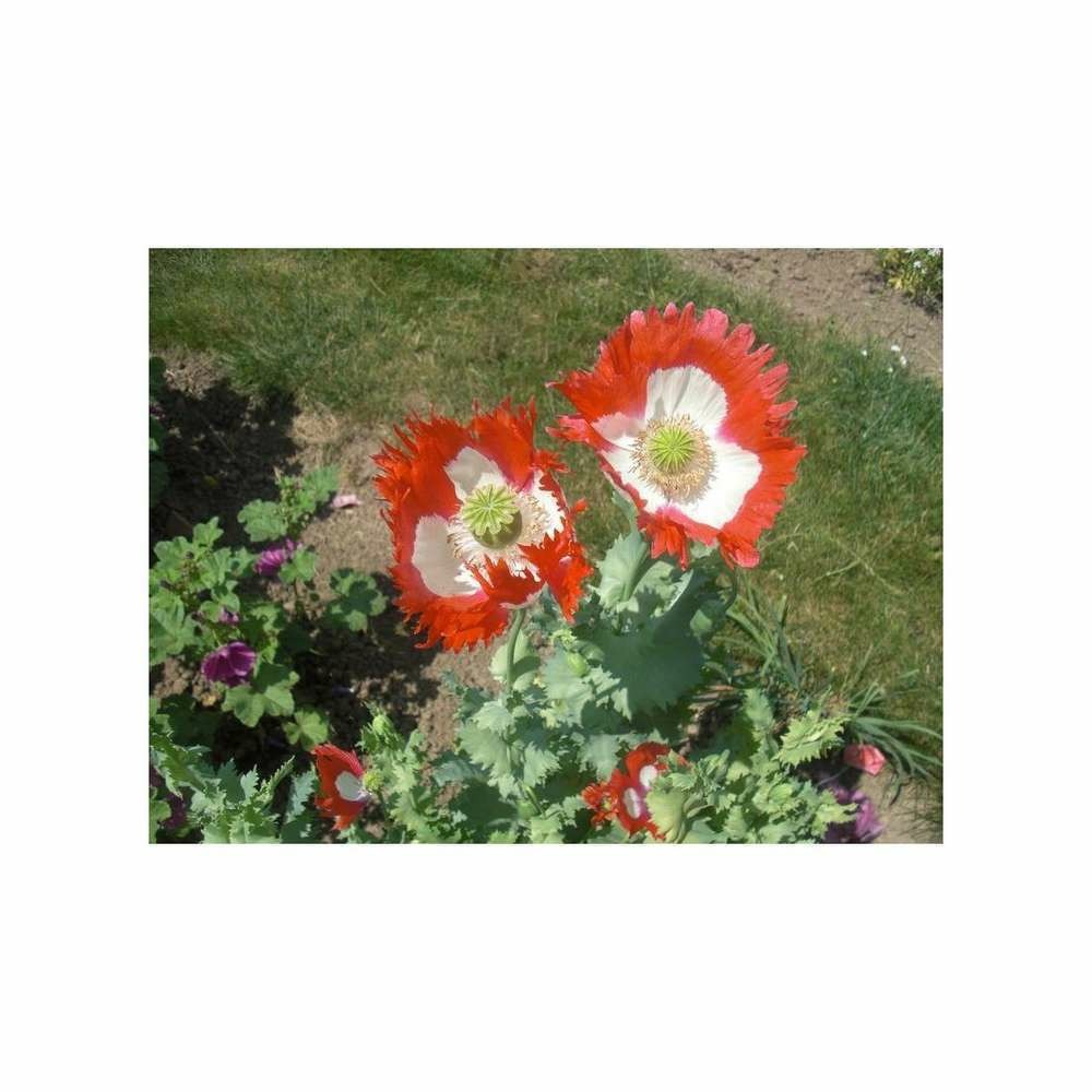 Pavot Danish Flag sachet blanc 0.2 g