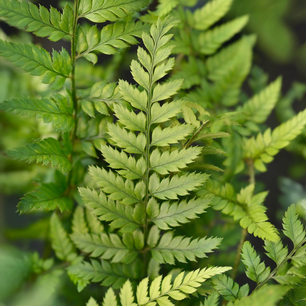 Aspidie de corée - fougère - le pot / ø 9cm