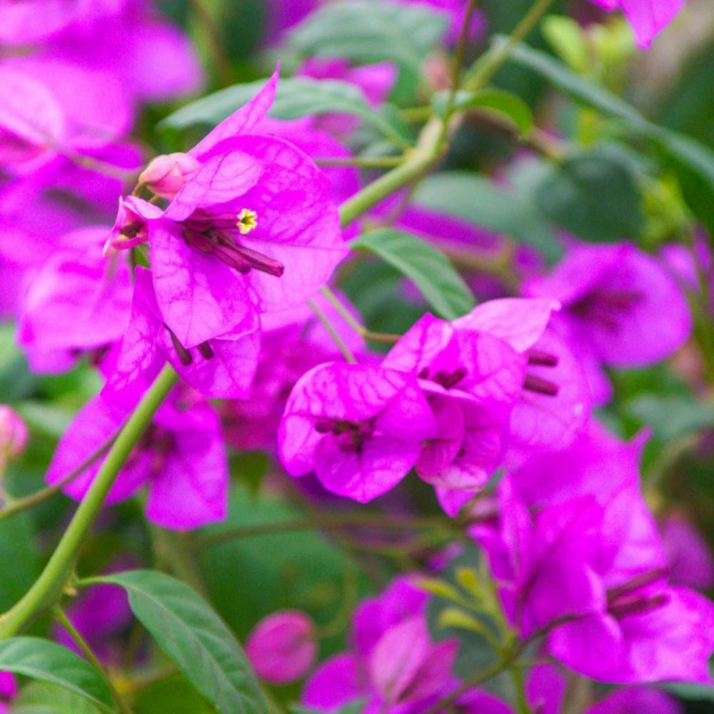 Bougainvillier violet de mèze pot de 6l - tipi bambou 90/150 cm