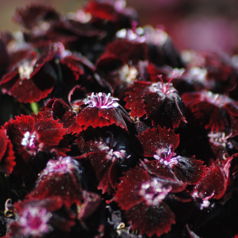 Œillet du poète noir 'sooty' godet de 7/8 cm