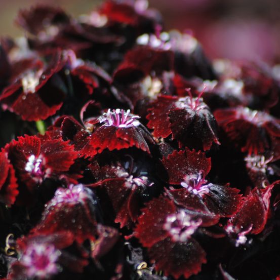 Œillet du poète noir 'sooty' godet de 7/8 cm