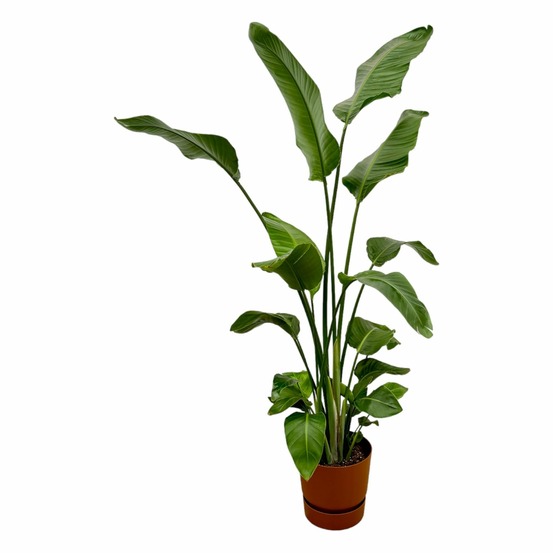 Strelitzia nicolai 170 cm et son pot marron + reservoir - hauteur 170cm