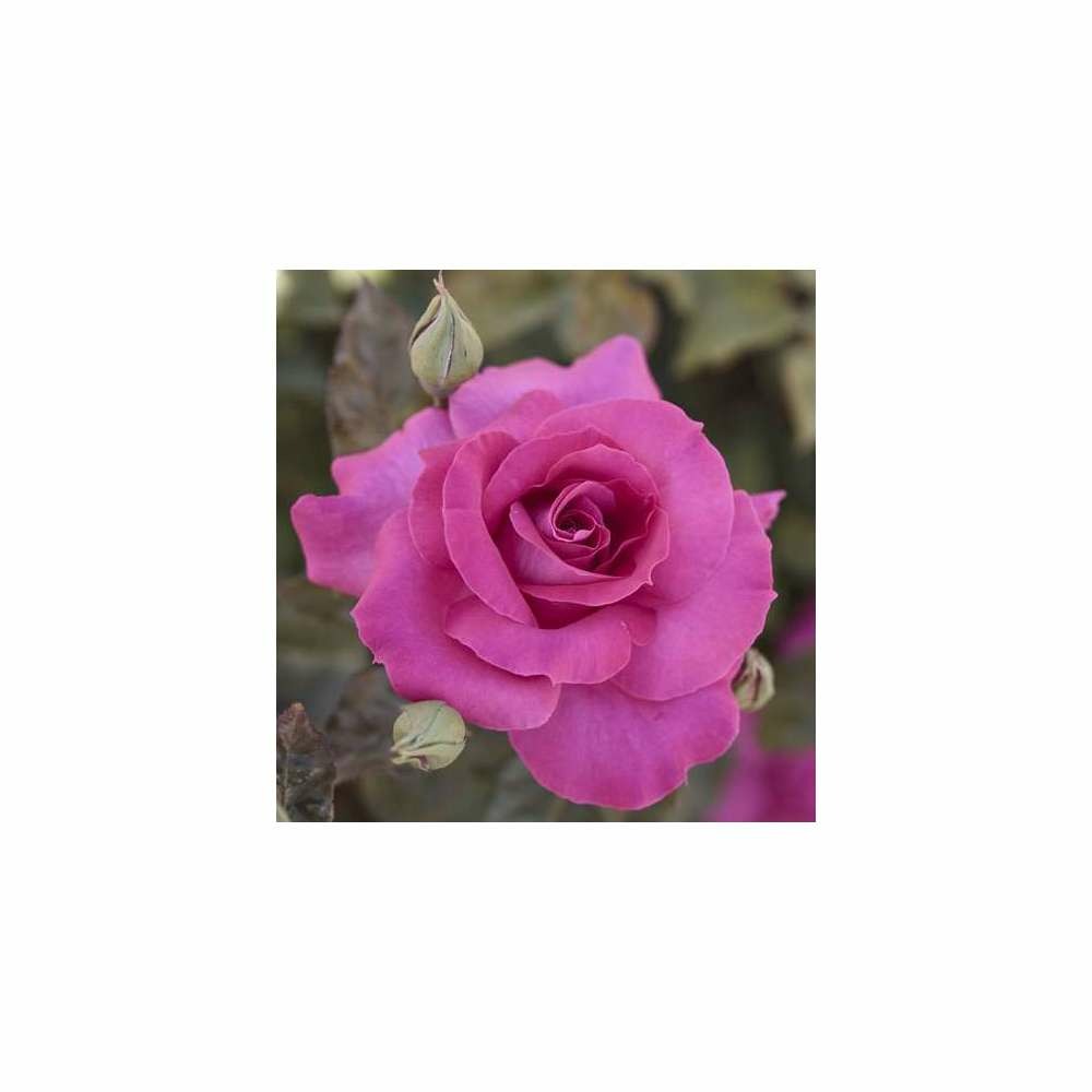 Rosier buisson rose 'Manou Meilland®' Meitulimon : en motte