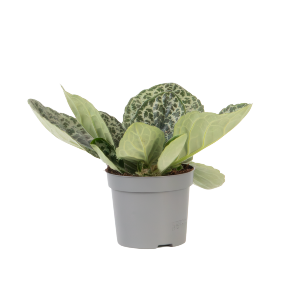 Primevère du cap - streptocarpus 'pretty turtle' - hauteur 25-35cm - ⌀13cm