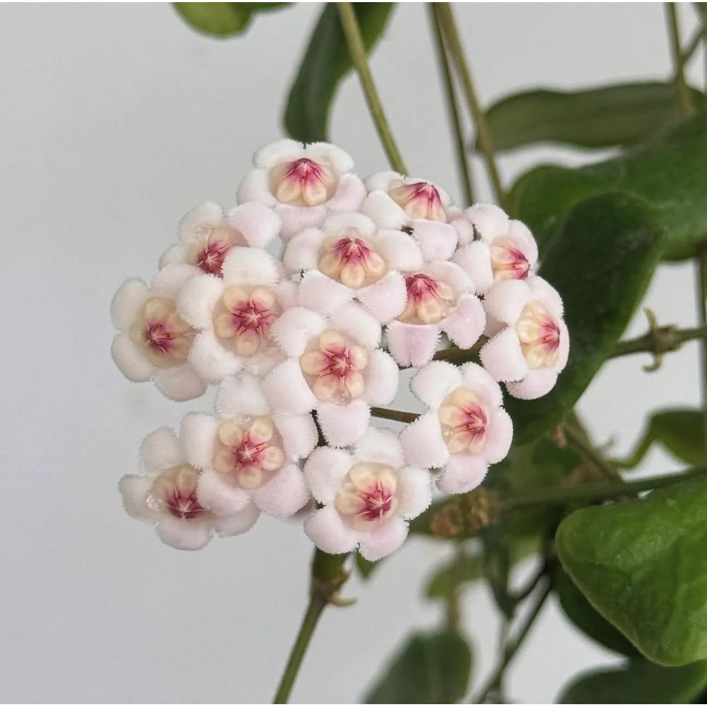 Hoya rotundiflora - pot de 6cm - plantes d'intérieur