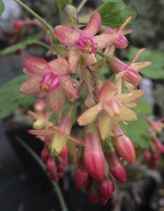 Groseillier de gordon pot de 3l/4l