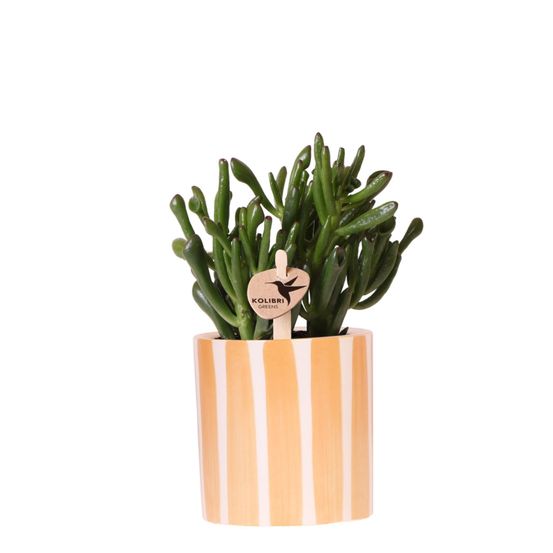 Succulente crassula hobbit + pot painted stripe orange