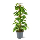 Pothos avec tuteur - epipremnum aureum - ↕ 100-110 cm - ⌀ 21 cm - plante d'intérieur