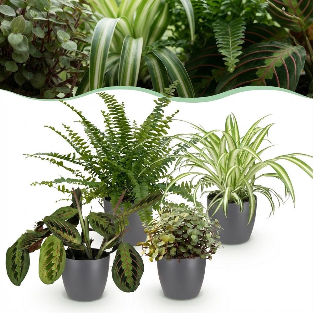 Chlorophytum - maranta - calissia - nephrolepsis - pet-friendly - pot de 12cm - hauteur 25cm - plantes d'intérieur