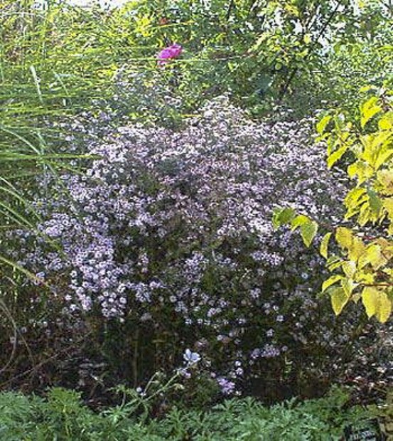 Aster ericoïdes 'pink cloud' godet de 7/8 cm