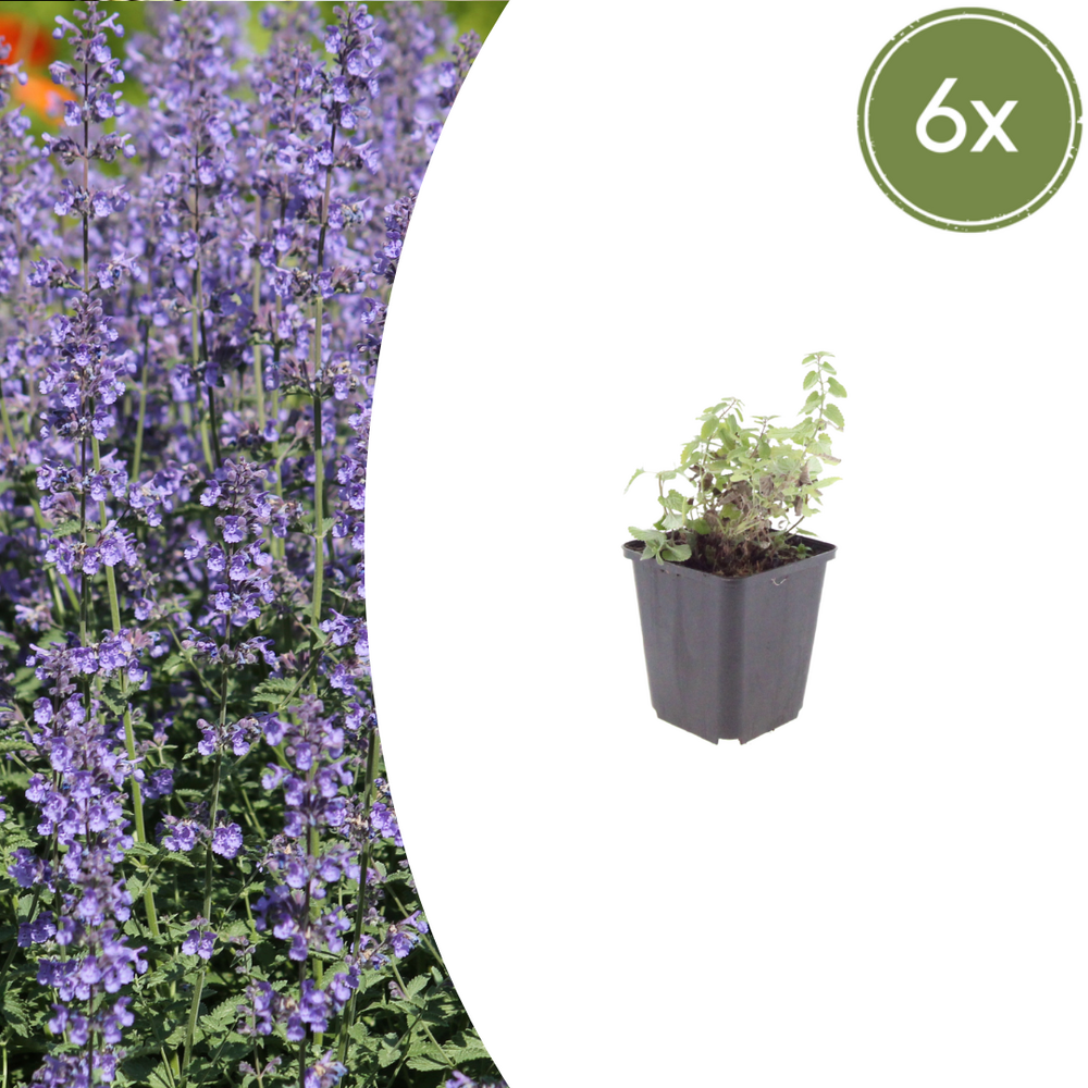 Lot de 60 - népéta (nepeta) 'grol'