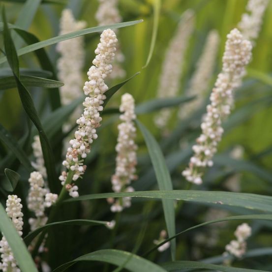 Liriope muscari 'monroe white' godet de 8/9 cm