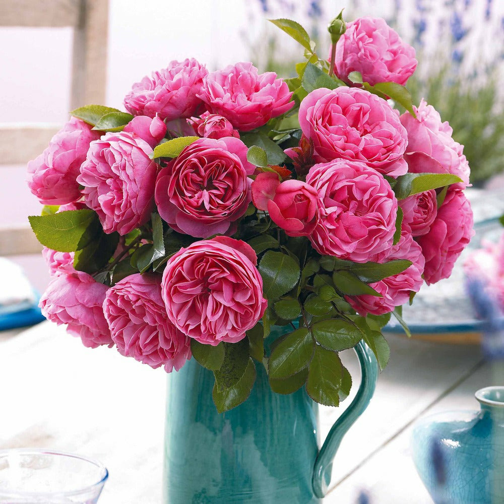 Rosier floribunda leonardo da vinci ® medeauri - la pièce en racine nue / 3+ branches