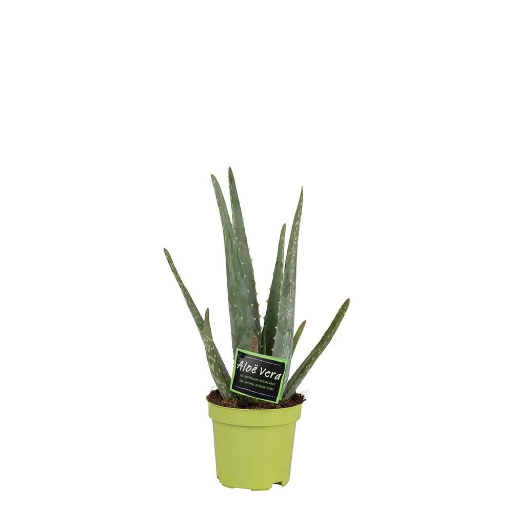 Aloë vera 10,5cm - ø10,5 ↕35 - plantes d'intérieur