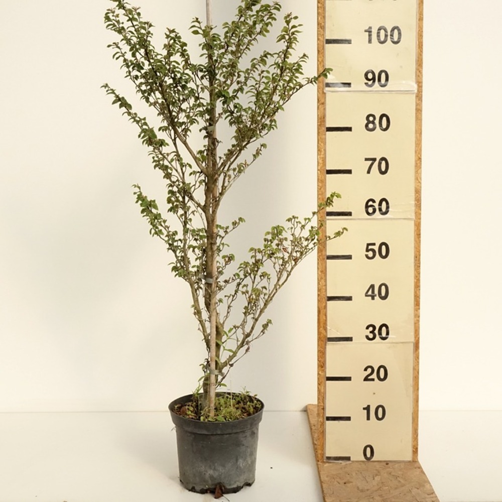 Hêtre commun 'mercedes'